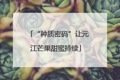 “种质密码”让元江芒果甜蜜持续