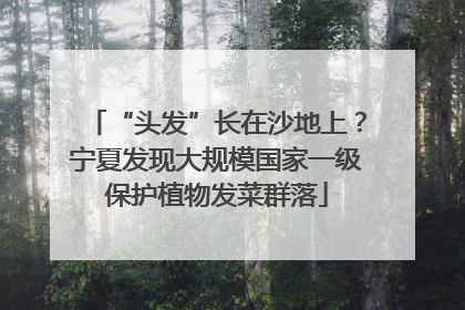 “头发”长在沙地上？宁夏发现大规模国家一级保护植物发菜群落