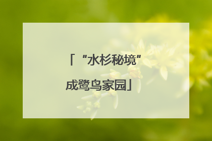 “水杉秘境”成鹭鸟家园