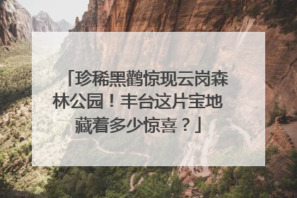 珍稀黑鹳惊现云岗森林公园！丰台这片宝地藏着多少惊喜？