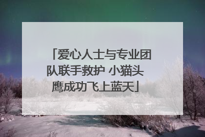 爱心人士与专业团队联手救护 小猫头鹰成功飞上蓝天