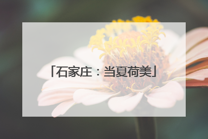 石家庄：当夏荷美