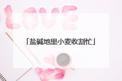 盐碱地里小麦收割忙