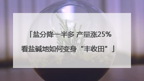 盐分降一半多 产量涨25% 看盐碱地如何变身“丰收田”