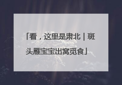 看，这里是肃北｜斑头雁宝宝出窝觅食