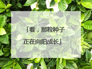 看，那粒种子正在向阳成长