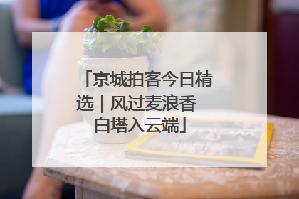 京城拍客今日精选｜风过麦浪香 白塔入云端