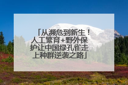 从濒危到新生！人工繁育+野外保护让中国绿孔雀走上种群逆袭之路