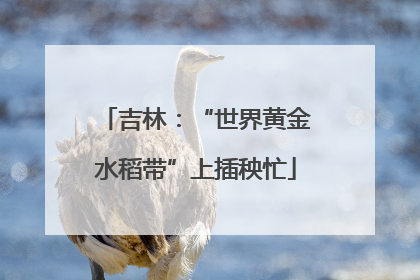 吉林：“世界黄金水稻带”上插秧忙