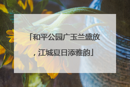 和平公园广玉兰盛放，江城夏日添雅韵