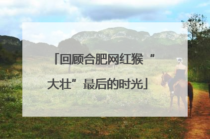 回顾合肥网红猴“大壮”最后的时光