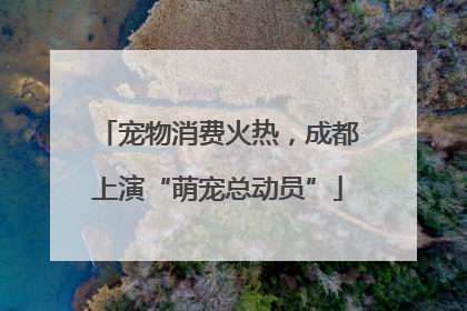 宠物消费火热，成都上演“萌宠总动员”