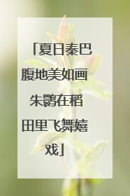 夏日秦巴腹地美如画 朱鹮在稻田里飞舞嬉戏