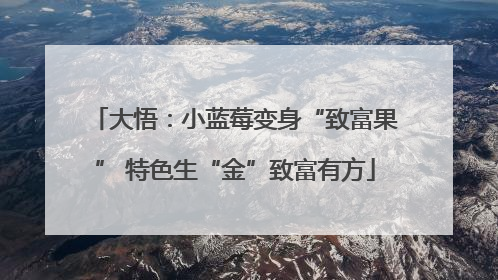 大悟：小蓝莓变身“致富果” 特色生“金”致富有方