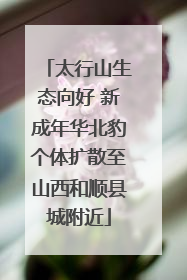 太行山生态向好 新成年华北豹个体扩散至山西和顺县城附近