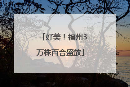 好美！福州3万株百合盛放