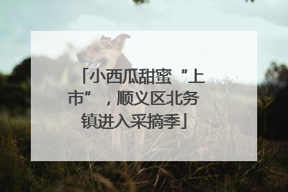 小西瓜甜蜜“上市”，顺义区北务镇进入采摘季