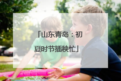 山东青岛：初夏时节插秧忙