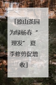 捺山茶园为绿杨春“理发” 夏季修剪促增收