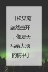 松果菊翩然盛开，像夏天写给大地的情书