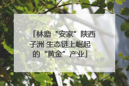 林麝“安家”陕西子洲 生态链上崛起的“黄金”产业