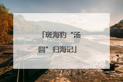 斑海豹“汤圆”归海记