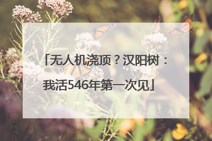 无人机浇顶？汉阳树：我活546年第一次见