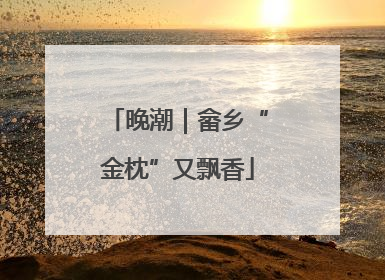 晚潮｜畲乡“金枕”又飘香