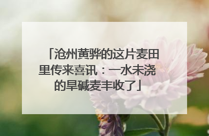 沧州黄骅的这片麦田里传来喜讯：一水未浇的旱碱麦丰收了