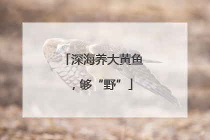 深海养大黄鱼，够“野”
