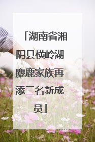 湖南省湘阴县横岭湖麋鹿家族再添三名新成员
