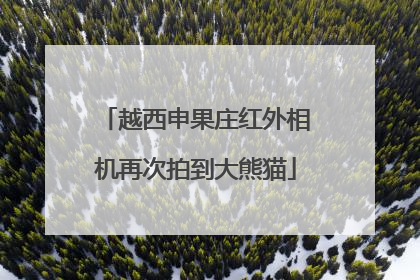 越西申果庄红外相机再次拍到大熊猫