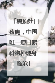 黑顶蛙口夜鹰，中国唯一蟆口鸱科物种现身临沧
