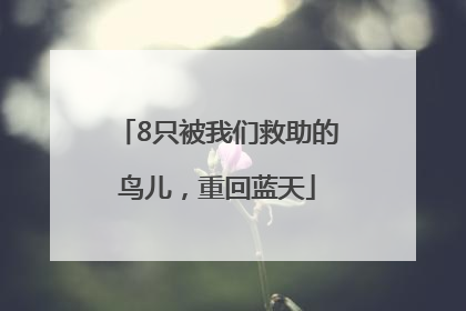 8只被我们救助的鸟儿，重回蓝天