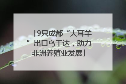 9只成都“大耳羊”出口乌干达，助力非洲养殖业发展